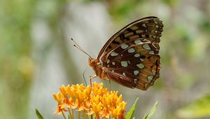 Preview wallpaper flowers, leaves, butterfly, wings, nature, macro