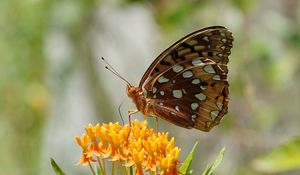 Preview wallpaper flowers, leaves, butterfly, wings, nature, macro
