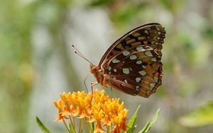 Preview wallpaper flowers, leaves, butterfly, wings, nature, macro