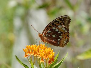 Preview wallpaper flowers, leaves, butterfly, wings, nature, macro