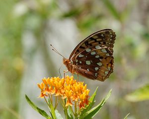 Preview wallpaper flowers, leaves, butterfly, wings, nature, macro