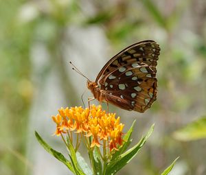 Preview wallpaper flowers, leaves, butterfly, wings, nature, macro