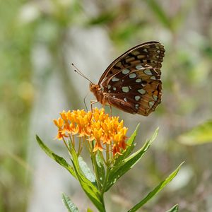 Preview wallpaper flowers, leaves, butterfly, wings, nature, macro