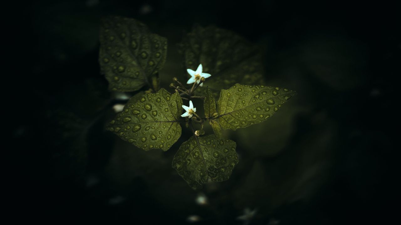 Wallpaper flowers, leaves, drops, plant, green