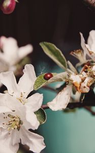 Preview wallpaper flowers, leaves, ladybug, macro, branch