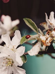 Preview wallpaper flowers, leaves, ladybug, macro, branch