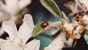 Preview wallpaper flowers, leaves, ladybug, macro, branch