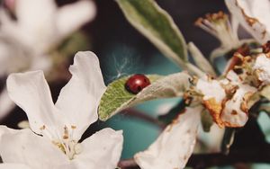 Preview wallpaper flowers, leaves, ladybug, macro, branch