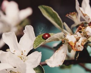 Preview wallpaper flowers, leaves, ladybug, macro, branch