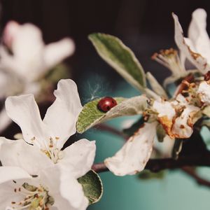 Preview wallpaper flowers, leaves, ladybug, macro, branch