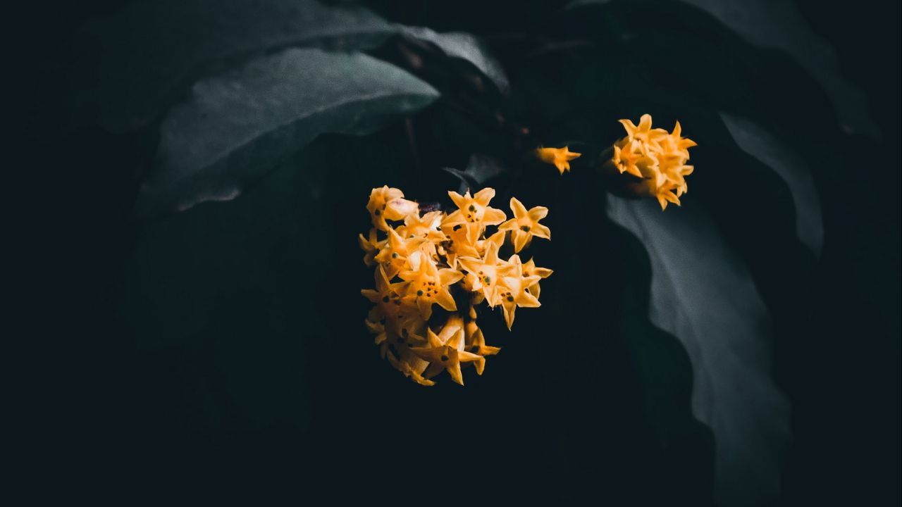 Wallpaper flowers, leaves, macro, yellow, dark