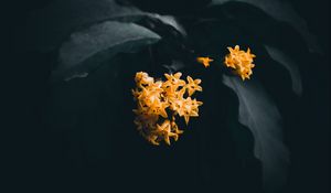 Preview wallpaper flowers, leaves, macro, yellow, dark