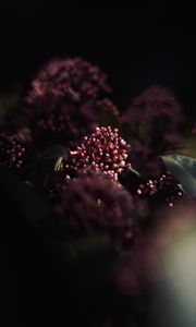 Preview wallpaper flowers, leaves, macro, spring