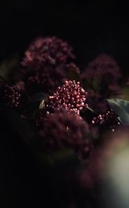 Preview wallpaper flowers, leaves, macro, spring