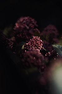 Preview wallpaper flowers, leaves, macro, spring