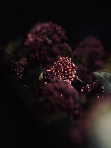 Preview wallpaper flowers, leaves, macro, spring