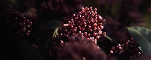 Preview wallpaper flowers, leaves, macro, spring