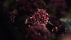 Preview wallpaper flowers, leaves, macro, spring