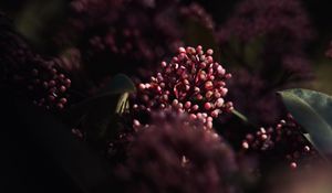 Preview wallpaper flowers, leaves, macro, spring
