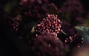 Preview wallpaper flowers, leaves, macro, spring