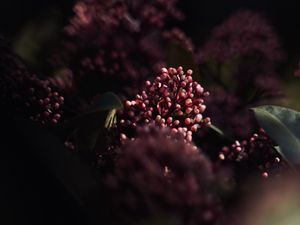 Preview wallpaper flowers, leaves, macro, spring