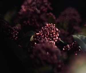Preview wallpaper flowers, leaves, macro, spring