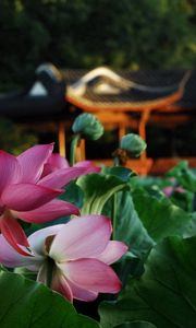 Preview wallpaper flowers, leaves, macro, pond, lotus, garden furniture