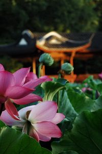 Preview wallpaper flowers, leaves, macro, pond, lotus, garden furniture