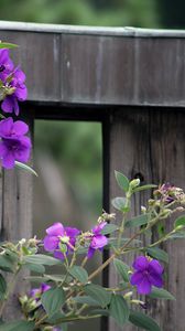 Preview wallpaper flowers, leaves, petals, purple, fence