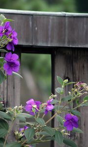 Preview wallpaper flowers, leaves, petals, purple, fence