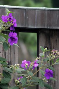 Preview wallpaper flowers, leaves, petals, purple, fence