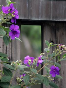 Preview wallpaper flowers, leaves, petals, purple, fence