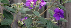 Preview wallpaper flowers, leaves, petals, purple, fence