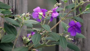 Preview wallpaper flowers, leaves, petals, purple, fence