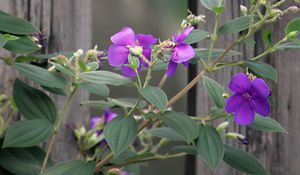 Preview wallpaper flowers, leaves, petals, purple, fence