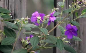 Preview wallpaper flowers, leaves, petals, purple, fence