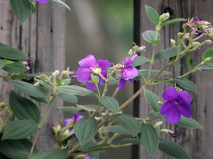 Preview wallpaper flowers, leaves, petals, purple, fence