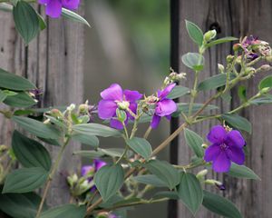 Preview wallpaper flowers, leaves, petals, purple, fence