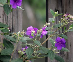 Preview wallpaper flowers, leaves, petals, purple, fence