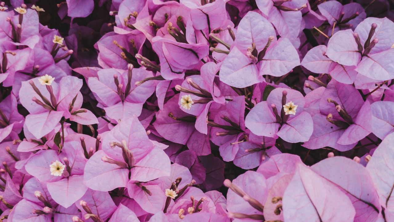 Wallpaper flowers, leaves, petals, purple