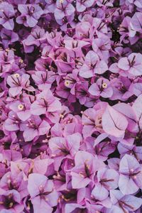 Preview wallpaper flowers, leaves, petals, purple