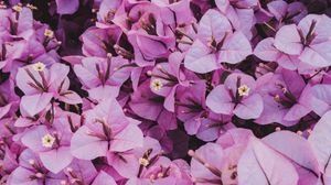 Preview wallpaper flowers, leaves, petals, purple