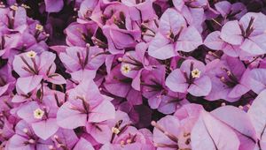 Preview wallpaper flowers, leaves, petals, purple