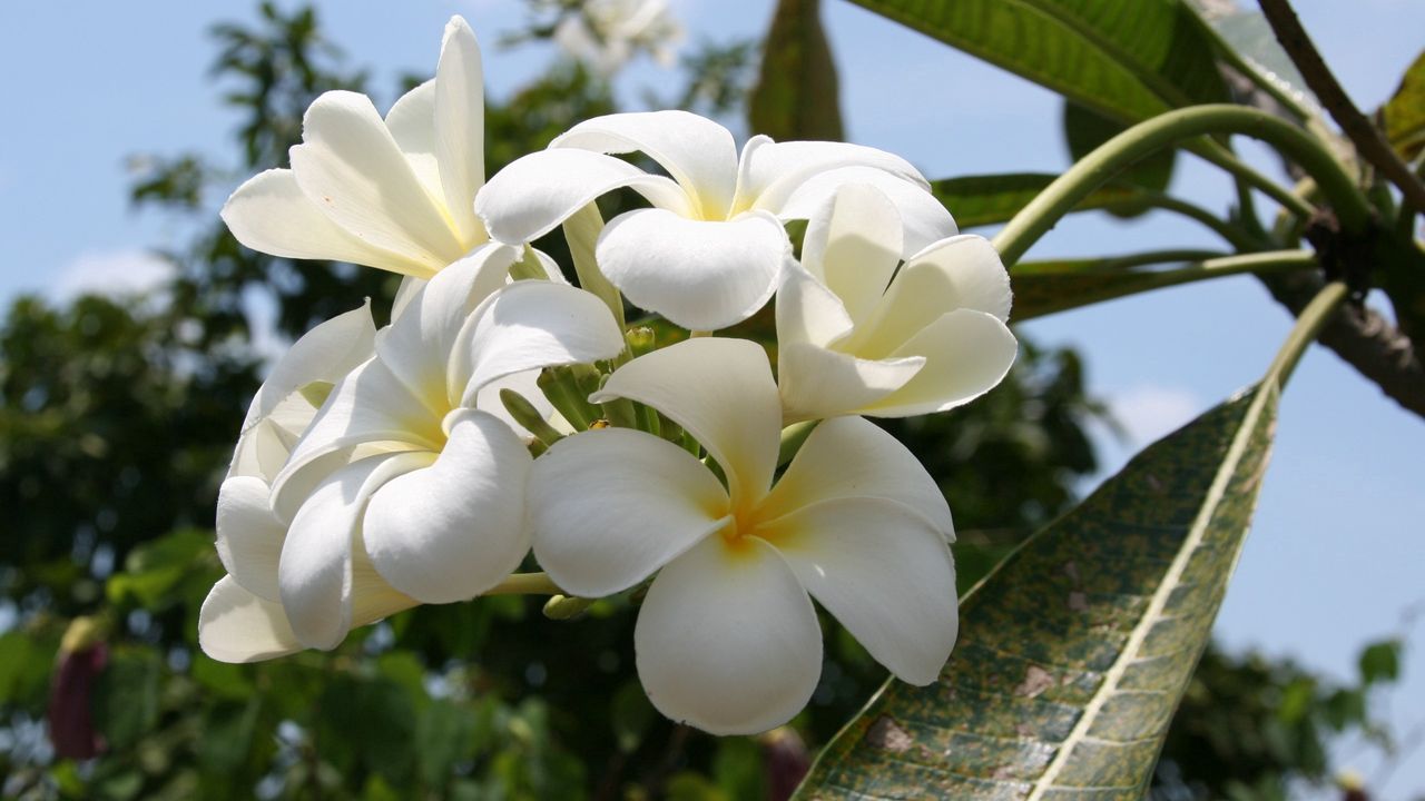 Wallpaper flowers, leaves, petals, sky