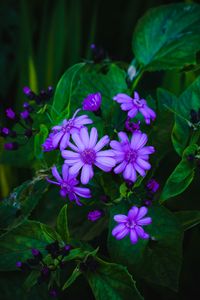 Preview wallpaper flowers, leaves, petals, purple, green, macro