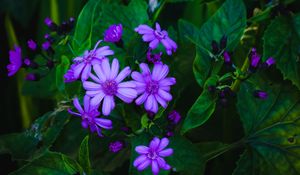 Preview wallpaper flowers, leaves, petals, purple, green, macro
