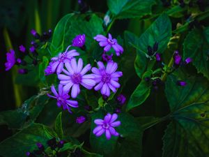 Preview wallpaper flowers, leaves, petals, purple, green, macro