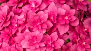 Preview wallpaper flowers, leaves, pink, plant