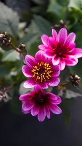 Preview wallpaper flowers, leaves, pink, macro