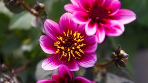 Preview wallpaper flowers, leaves, pink, macro